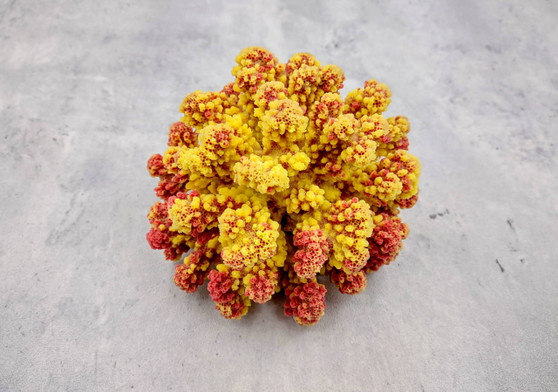 Yellow Rose FAUX Cluster Coral Pocillopora Elegans (1 FAKE Coral approx. 5Wx3Dx4T) Yellow Rose FAUX Cluster Coral for fish tank display!