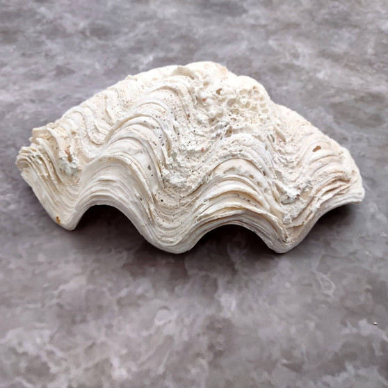 White Derasa Clam Seashell Half Tridacna Derasa (1 shell approx. 8+ inches) Large Derasa Clam Shells ideal for decor centerpieces & display! Copyright 2025 SeaShellSupply.com