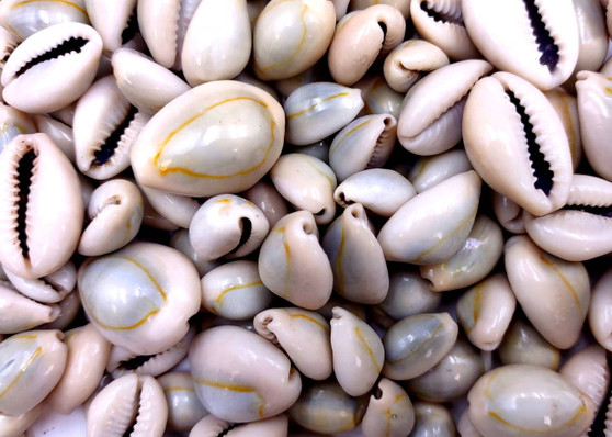 Ring Top Cowrie Seashells - Cypraea Annulus - (approx. 40-50 shells .5-.75 inches) Orange and tan ombre shells in pile. Copyright 2025 SeaShellSupply.com.