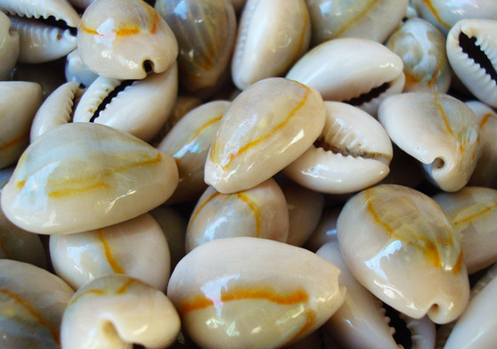 Ring Top Cowrie Seashells - Cypraea Annulus - (approx. 40-50 shells .5-.75 inches) Orange and tan ombre shells in pile. Copyright 2022 SeaShellSupply.com.