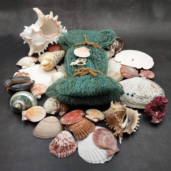 Seashell Variety Pack Assorted Mix B GRADE (Approx. 50+ Shells 2-8+ inches) B GRADE Shell Grab Bag Assortment 4 for crafts teaching & art! Copyright 2025 SeaShellSupply.com.