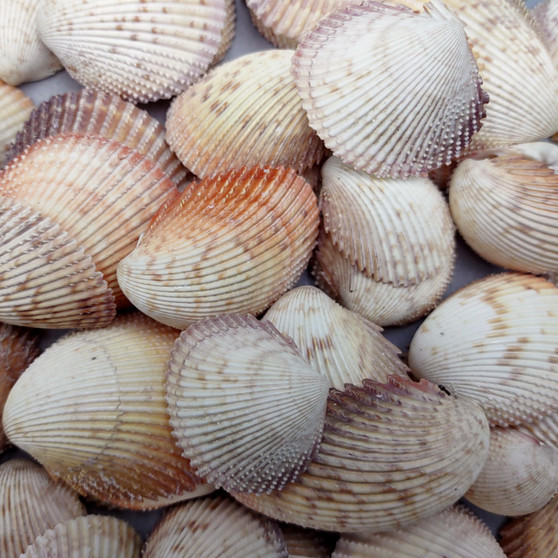 Rose Cockle Seashells Dinocardium Robustum (20 shells approx. 1+ inches) White Rose Cockle Shells for crafts display & collecting! Copyright 2026 SeaShellSupply.com.