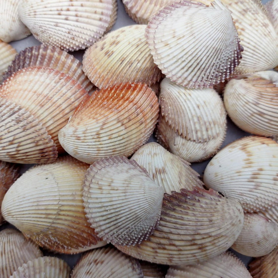 Rose Cockle Seashells Dinocardium Robustum (20 shells approx. 1+ inches) White Rose Cockle Shells for crafts display & collecting! Copyright 2026 SeaShellSupply.com.