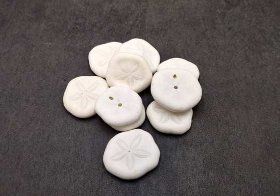 Sea Cookie Sand Dollars White Olypeaster Oshinensis (10 sea cookies approx. 1+ inches) Small White Sand Dollars for crafts & collecting!