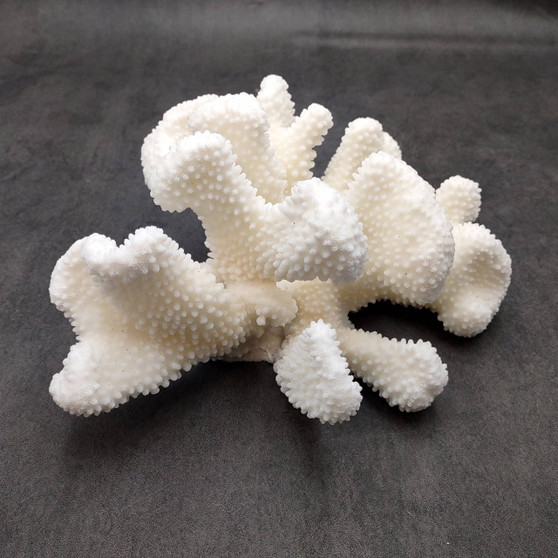 White Cauliflower Coral Cluster Pocillopra Eydouxi (1 coral approx. 8L x 4H x 6.5D inches) White Cauliflower Coral Cluster for home décor! Copyright 2025 SeaShellSupply.com.