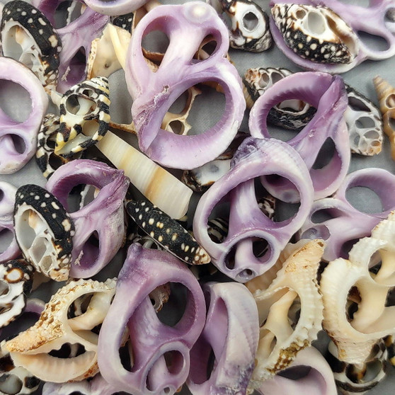 Sliced Cebu Cumbella and Engina Small Seashell Assortment (10 shells approx. 0.50-0.75+ inches) Sliced shells great for craft & collections! Copyright 2026 SeaShellSupply.com.