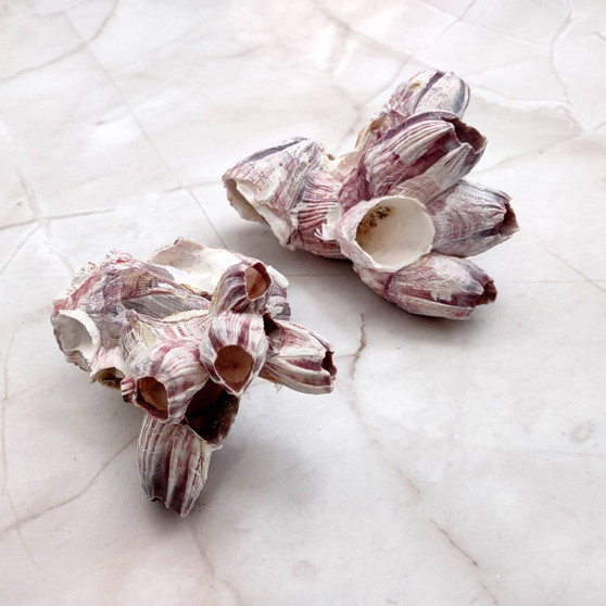 Purple White Barnacle Pieces Megabalanus Tintinnabulum (6 pieces approx. 1.5+ inches) Purple Barnacle pieces for coastal décor & displays! Copyright 2025 SeaShellSupply.com.\n