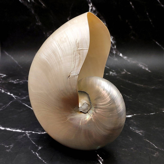 Pearlized Nautilus Seashell Polished Nautilus Pompilius (1 shell approx. 8+ inches) B GRADE Pearlized Nautilus Shell for décor & display! Copyright 2025 SeaShellSupply.com.