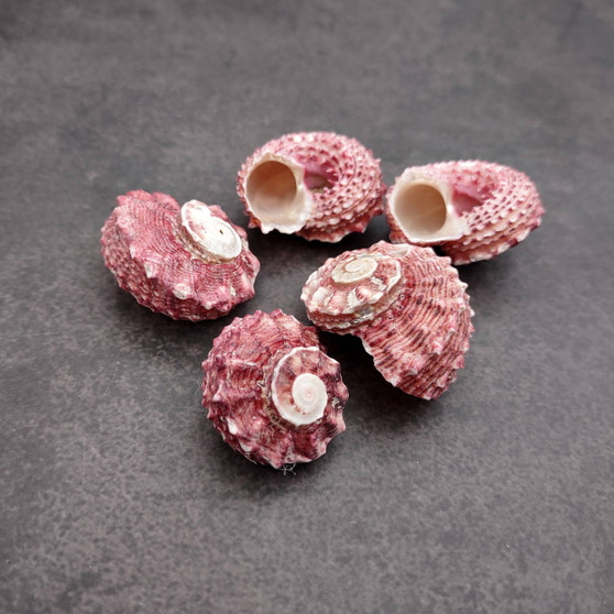 Pink Dolphin Seashells Angaria Delphinus Pink Spiral (5 shells approx. 0.75 inches) Colorful Dolphin Shells for collecting arts & crafts! Copyright 2025 SeaShellSupply.com.