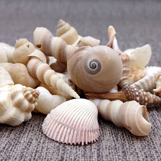 Drilled Seashells Assorted Mix (approx. 1 cup +/-15 shells 0.75-1.5+ inches) Drilled Shell Assortment for beach arts crafts décor & jewelry! Copyright 2025 SeaShellSupply.com.