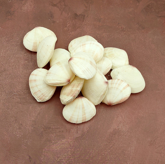 Sunrise Tellin Clam Seashells Natural Tellina Radiata (15 shell pairs approx. 1.5+ inches) Tellin Clam Shells for crafts & collecting! Copyright 2025 SeaShellSupply.com.