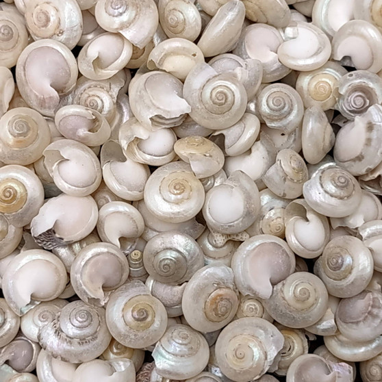 Pearlized White Umbonium Seashell Mix (approx. half cup +/-240 shells 0.375+ inches) Light Pearl Umbonium Shell for arts crafts & jewelry! Copyright 2025 SeaShellSupply.com.