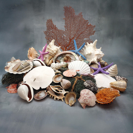 Seashell Variety Pack Assorted Mix B GRADE (Approx. 40+ Shells 2-12+ inches) B GRADE Shell Grab Bag Assortment 2 for crafts teaching & art! Copyright 2025 SeaShellSupply.com.