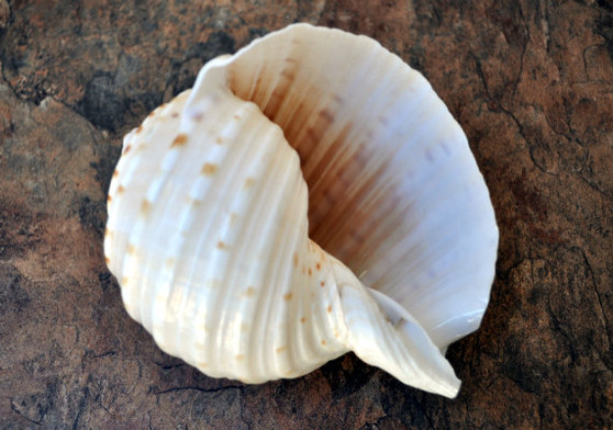 Spotted Tun Seashell (4-5 inches) - Tonna Tessalata (BL-084). One cream colored ribbed shell facing down with opening up. Copyright 2022 SeaShellSupply.com.