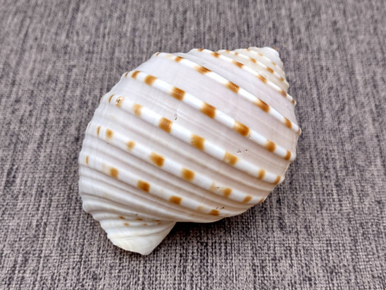 Spotted Tun Seashell (4-5 inches) - Tonna Tessalata (BL-084). One cream color ribbed shell facing up with opening down. Copyright 2025 SeaShellSupply.com.