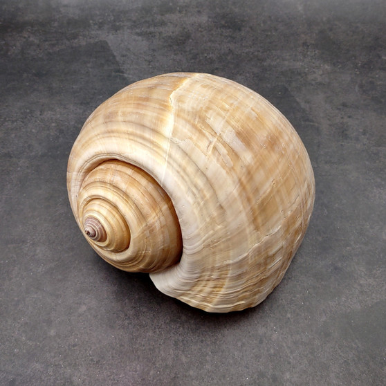 XL Tun Seashell Tan Tonna Olerium (1 shell approx. 8+ inches) Extra Large Brown Tonna shells for coastal decor display & collections!