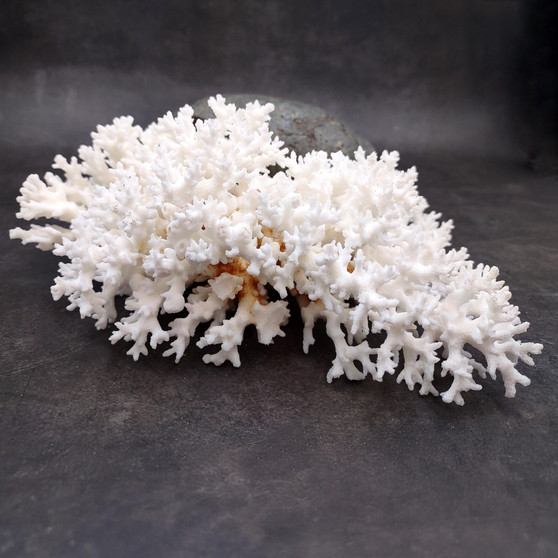 Brownstem White Lace Coral Cluster Pocillopora Damicornis (1 coral 8L x 3H x 5D inches) Large Lace Coral Cluster for decor & display! Copyright 2025 SeaShellSupply.com.

