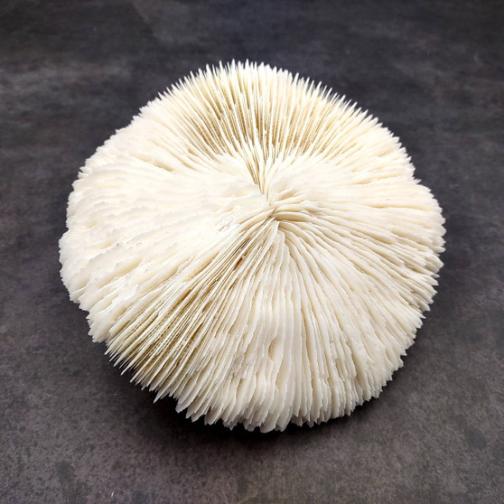 Mushroom Coral White Fungia Repanda (1 coral approx 5.5+ inches) Coastal White Mushroom Coral for home decor & coastal display! Copyright 2025 SeaShellSupply.com.