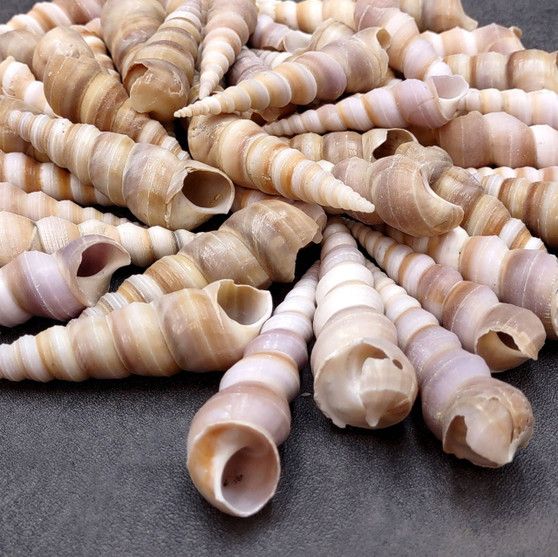 Purple Turitella Seashells Turitella Terebra (Approx. 1 pound +/-40 shells 2+ inches) B GRADE Spiral Turitella Shells for crafts & arts! Copyright 2025 SeaShellSupply.com.\n
