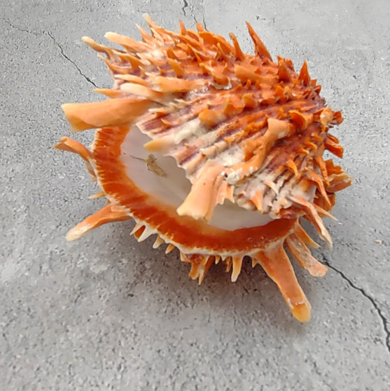Orange Purple Spiny Oyster Pair Spondylus Barbatus (1 shell pair approx 6X4X3 inches) B GRADE Colorful natural coastal décor for display!