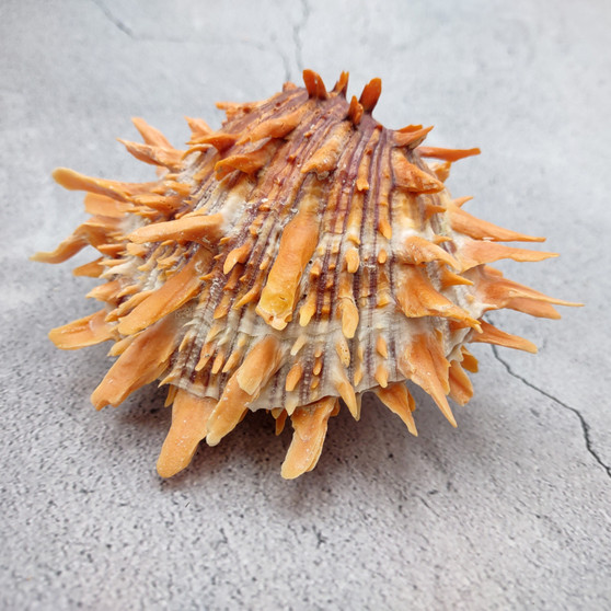 Orange Purple Spiny Oyster Pair Spondylus Barbatus (1 shell pair approx. 5X4X3 inches) B GRADE Natural seashell pair for nautical display!
