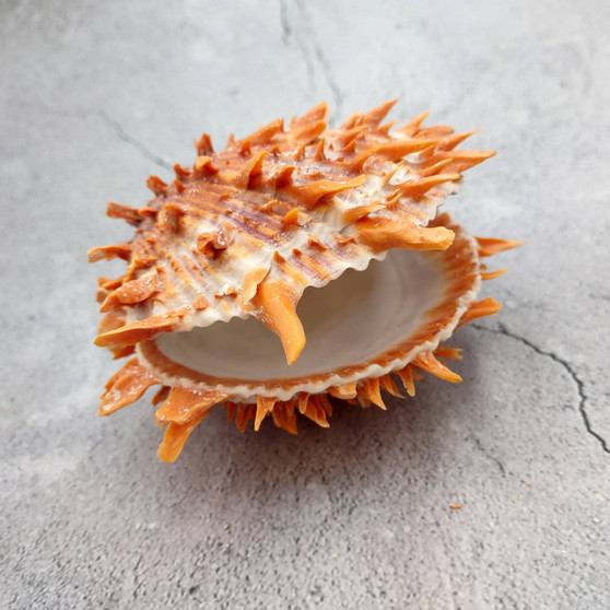 Orange Purple Spiny Oyster Pair Spondylus Barbatus (1 shell pair approx. 4X4X3 inches) B GRADE Natural seashell pair for nautical display! Copyright 2026 SeaShellSupply.com.