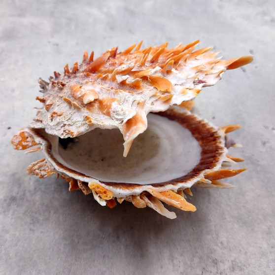 Orange Purple Spiny Oyster Pair Spondylus Barbatus (1 shell pair approx. 4X4X2 inches) B GRADE Colorful seashell pair for nautical decor! Copyright 2026 SeaShellSupply.com.