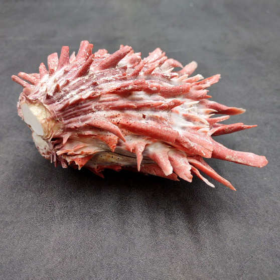 Red Purple Spiny Oyster Pair Spondylus Barbatus (1 shell pair approx. 4X3X3 inches) B GRADE Natural Spiny Oyster shell for decor & display!