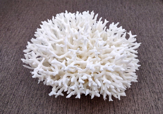 White Birdsnest Coral Cluster Seriatopora Hystrix (1 coral approx. 7-8+ inches) White Bird Nest Coral for display weddings & home décor!