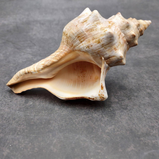 Large Fox Seashell Fasciolaria Trapezium (1 shell approx. 5+ inches) Horse Conch Fox Shells for coastal home collections & display! Copyright 2026 SeaShellSupply.com.