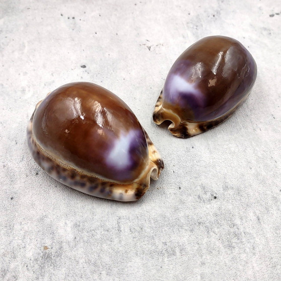 Purple Top Brown Arabian Cowrie Seashells Cypraea Arabica (2 shells approx. 2.25+ inches) Purple Top Arabian Cowrie Shells for home décor! Copyright 2026 SeaShellSupply.com.