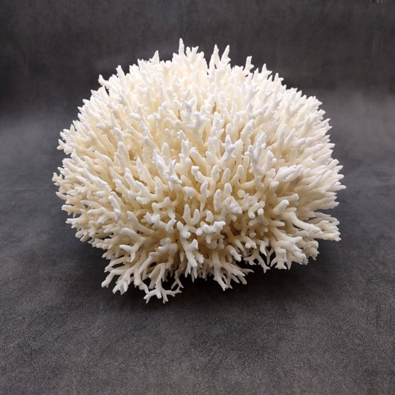 White Birdsnest Coral Cluster Seriatopora Hystrix (1 coral approx. 8.5L x 9W x 5H inches) Ocean coral for nautical decor art and collecting! Copyright 2026 SeaShellSupply.com.