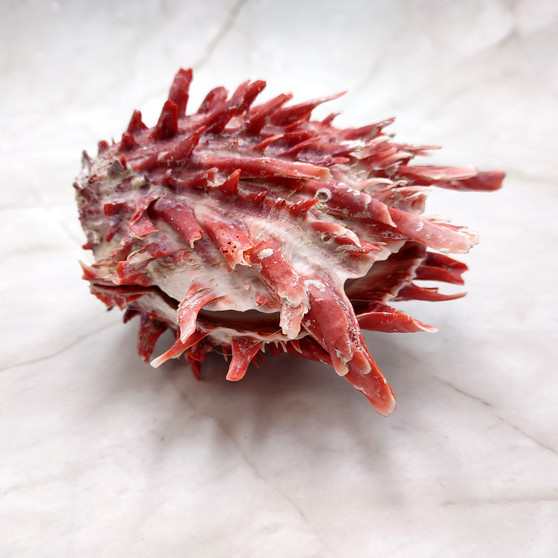 Red Purple Spiny Oyster Pair Spondylus Barbatus (1 shell pair approx. 4X4X2 inches) B GRADE Natural Spiny Oyster shell for decor & display!