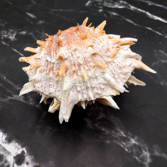 Orange Purple Spiny Oyster Pair Spondylus Barbatus (1 shell pair approx. 4X4X3 inches) B GRADE Colorful seashell pair for nautical decor! vCopyright 2026 SeaShellSupply.com.