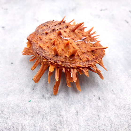 Orange White Spiny Oyster Seashell Pair Spondylus Barbatus (1 shell pair approx. 2+ Inches) B GRADE Thorny Oyster Shell for display & décor!