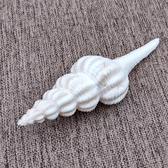 Large White Spindle Seashell Fusinus Inglorius (1 shell approx. 4.5+ inches) Bulbous White Spindle Shell for crafts display & collecting!