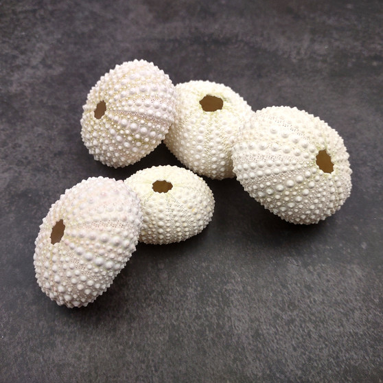Assorted Color Sea Urchins Echinometra Mathaei (5 urchins approx. 1+ inches) Natural Pink Green White Urchin Shell for display & collecting!