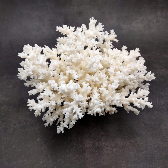 White Lace Coral Large Cluster Pocillopora Damicornis (1 coral approx. 8.5L x 5H X 7D inches) Unique Addition to Any Nautical Display!