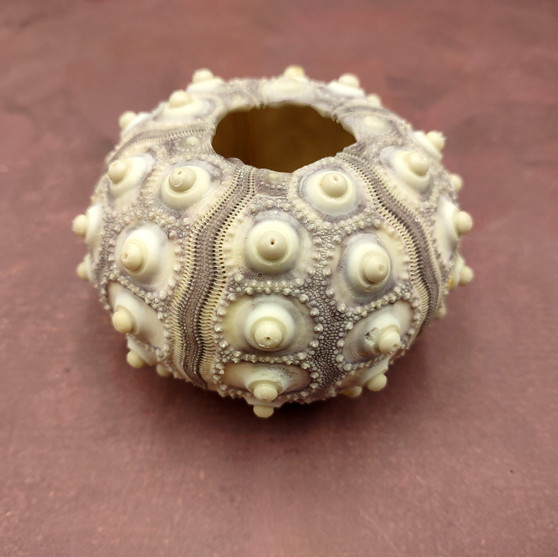 XXL Natural Sputnik Sea Urchin Phyllacanthus Parvispinus (1 urchin approx. 3+ inches) Creamy Sea Urchin for air plants decor & collecting!