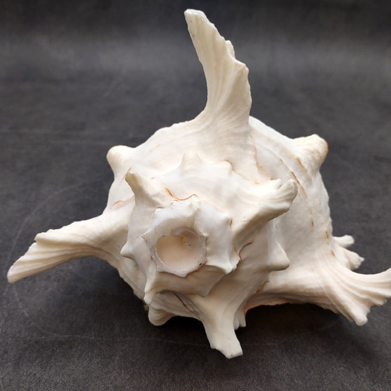 White Murex Seashell Horn Trumpet Musical Instrument (1 shell approx. 7+ inches) Large Natural Murex Shell Horn for playing & display!