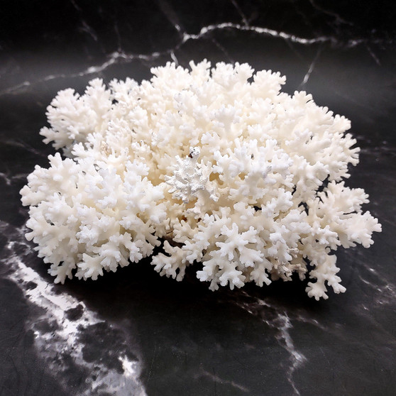 White Lace Coral Large Cluster Pocillopora Damicornis (1 coral approx. 9.5L x 6H X 8D inches) Unique Addition to Any Nautical Display!