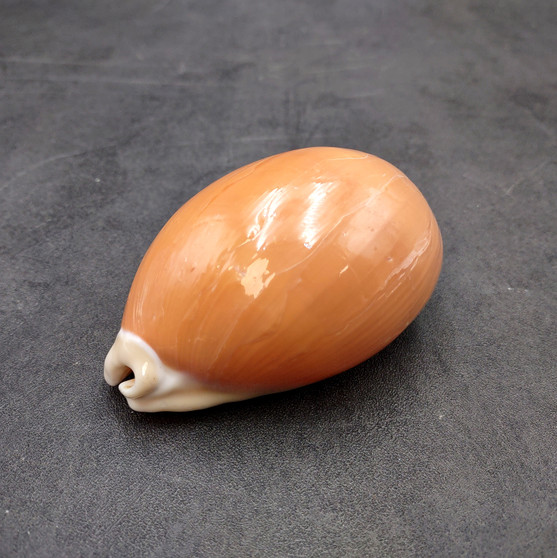 Golden Cowrie Seashell Callistocypraea aurantium (1 shell approx. 3.5+ inches) Gold Cowry Shell for display collecting & coastal decor! 01 Copyright 2026 SeaShellSupply.com.