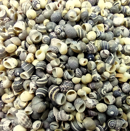 Tiny Geen Yellow Littorina Seashells (approx. half cup +/-1500 shells 0.125+ inches) Small Yellow Green Littorina Shells for arts & crafts! Copyright 2026 SeaShellSupply.com.