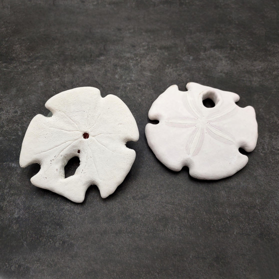 White Notched Arrowhead Sand Dollar Seashells Clypeaster subdepressus (2 sand dollars approx. 3+ inches) Arrowhead Sand Dollars for display!