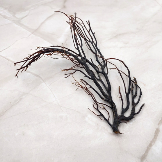 Rough Black Sea Fan Coral Dried Branches (1 fan approx. 4+ inches) Real Rugged Iciligorgia Schrammi Sea Fans for arts crafts & decor!