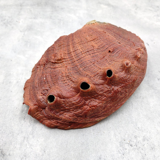 Vintage Natural Deep Red La Jolla Abalone Seashell (1 shell approx. 7.5+ inches) Crimson Haliotis Rufescens shell for display & collecting! Copyright 2026 SeaShellSupply.com.