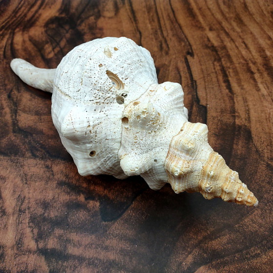 Extra Large Natural Fox Seashell (1 shell approx 12+ inches) B GRADE Pleuroploca Trapezium Fox Shell for beach decor collection & display! Copyright 2026 SeaShellSupply.com.