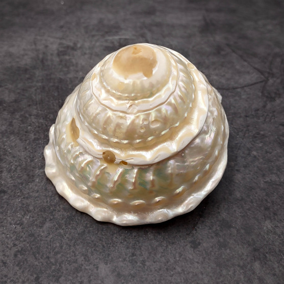 Pearlized Silver Wavy Turban Seashell (1 shell approx. 3.5+ inches) B GRADE Astraea Turbanicum Shell for coastal crafts decor & collections! Copyright 2026 SeaShellSupply.com.