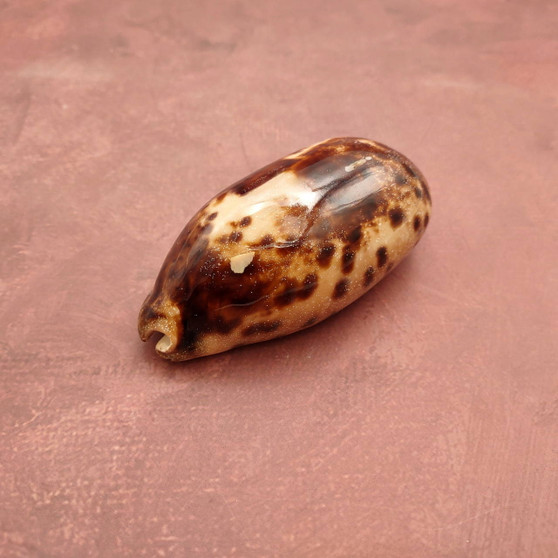 Tortoise Cowrie Seashell (3-4 Inches) - Cypraea Testudinaria. Brown shaded shell. Copyright 2022 SeaShellSupply.com.