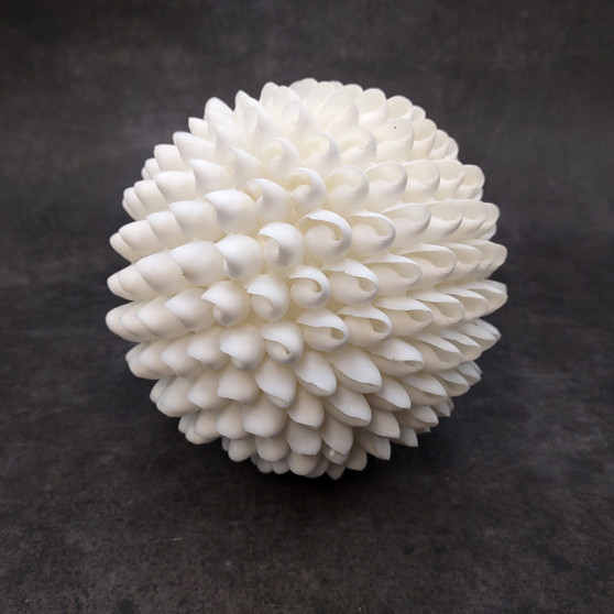 White Bubble Seashell Decorative Round Sphere (approx. 6+ inches) Haminoea Zelandiae Shell Ball for beach house table display & home decor! Copyright 2026 SeaShellSupply.com.